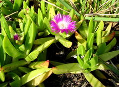 Carpobrotus dimidiatus