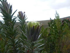 Protea coronata