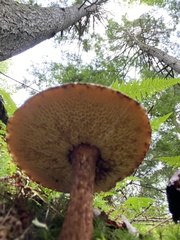 Aureoboletus russellii