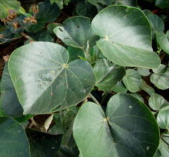 Hibiscus tiliaceus tiliaceus