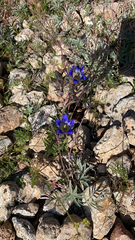 Gentiana parryi