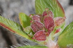 Euphorbia nocens