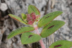 Euphorbia nocens