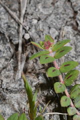 Euphorbia nocens