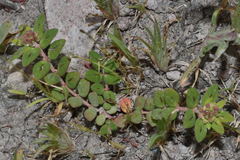 Euphorbia nocens