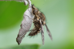 Conophorus fenestratus