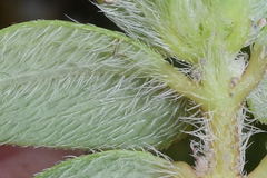 Euphorbia nocens