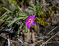 Phemeranthus calcaricus