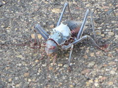 Acanthoplus discoidalis