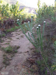 Aspalathus cephalotes cephalotes