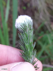 Aspalathus cephalotes cephalotes