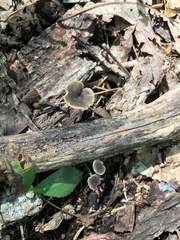 Hydropus praedecurrens