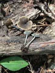 Hydropus praedecurrens