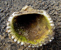 Anadara natalensis