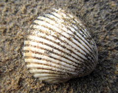 Anadara natalensis