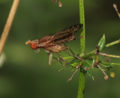 Trypetoptera canadensis