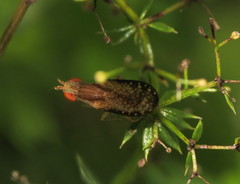 Trypetoptera canadensis