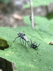 Aphididae