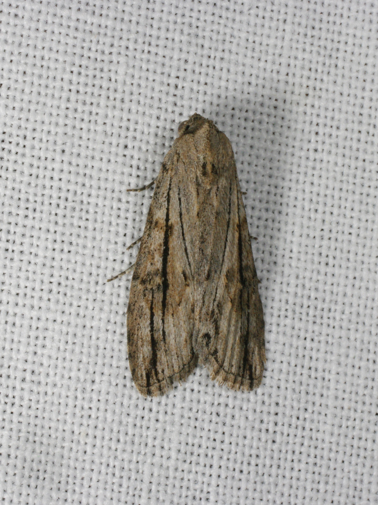 Calathusa thermosticha