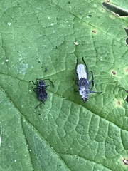 Aphididae