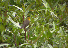 Chrysomus icterocephalus bogotensis