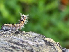 Dendrolimus okinawanus