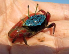 Paraleptuca chlorophthalmus