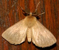 Phyllalia patens