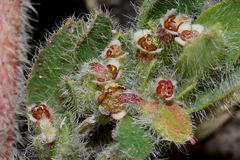 Euphorbia velleriflora