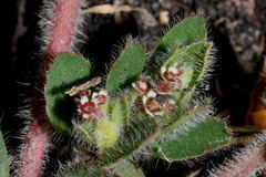 Euphorbia velleriflora