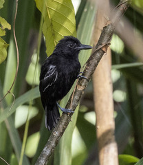 Thamnophilus cryptoleucus