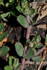 Euphorbia velleriflora