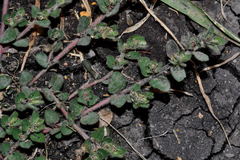 Euphorbia velleriflora