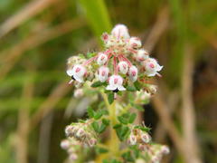 Erica perlata