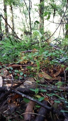 Pterostylis pyramidalis