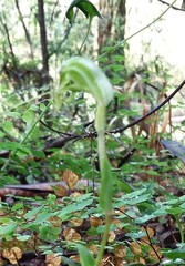Pterostylis pyramidalis