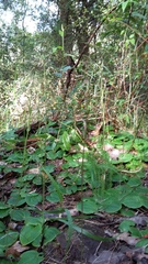 Pterostylis pyramidalis