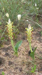 Lachenalia marginata marginata