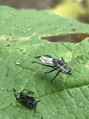 Aphididae