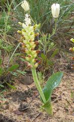 Lachenalia marginata marginata