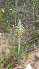 Lachenalia marginata marginata