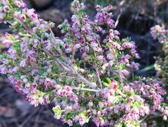 Erica hispidula hispidula