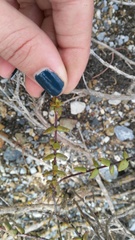 Crassula subaphylla subaphylla