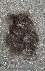 Erethizon dorsatum dorsatum