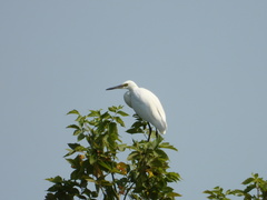 Egretta garzetta