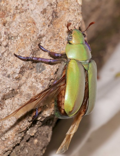 Beyer's Jewel Scarab photo 2