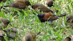 Spermestes bicolor nigriceps