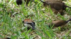 Spermestes bicolor nigriceps