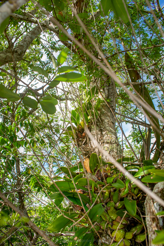 Laelia rubescens