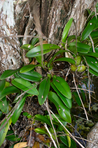 Laelia rubescens